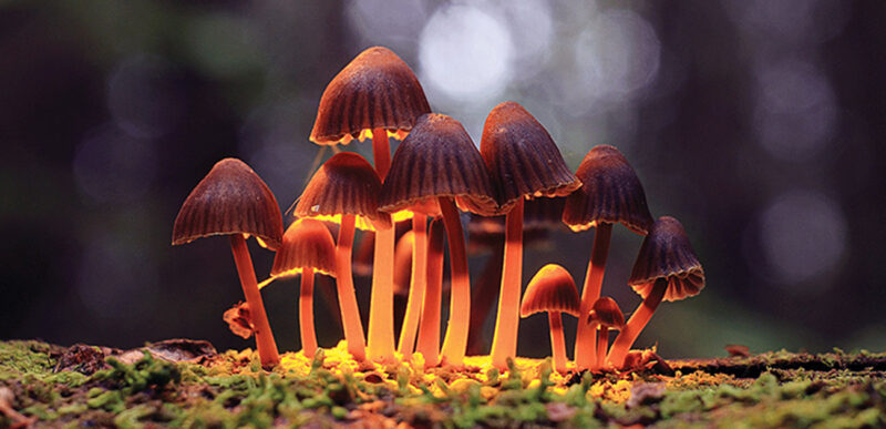 Magic Mushrooms